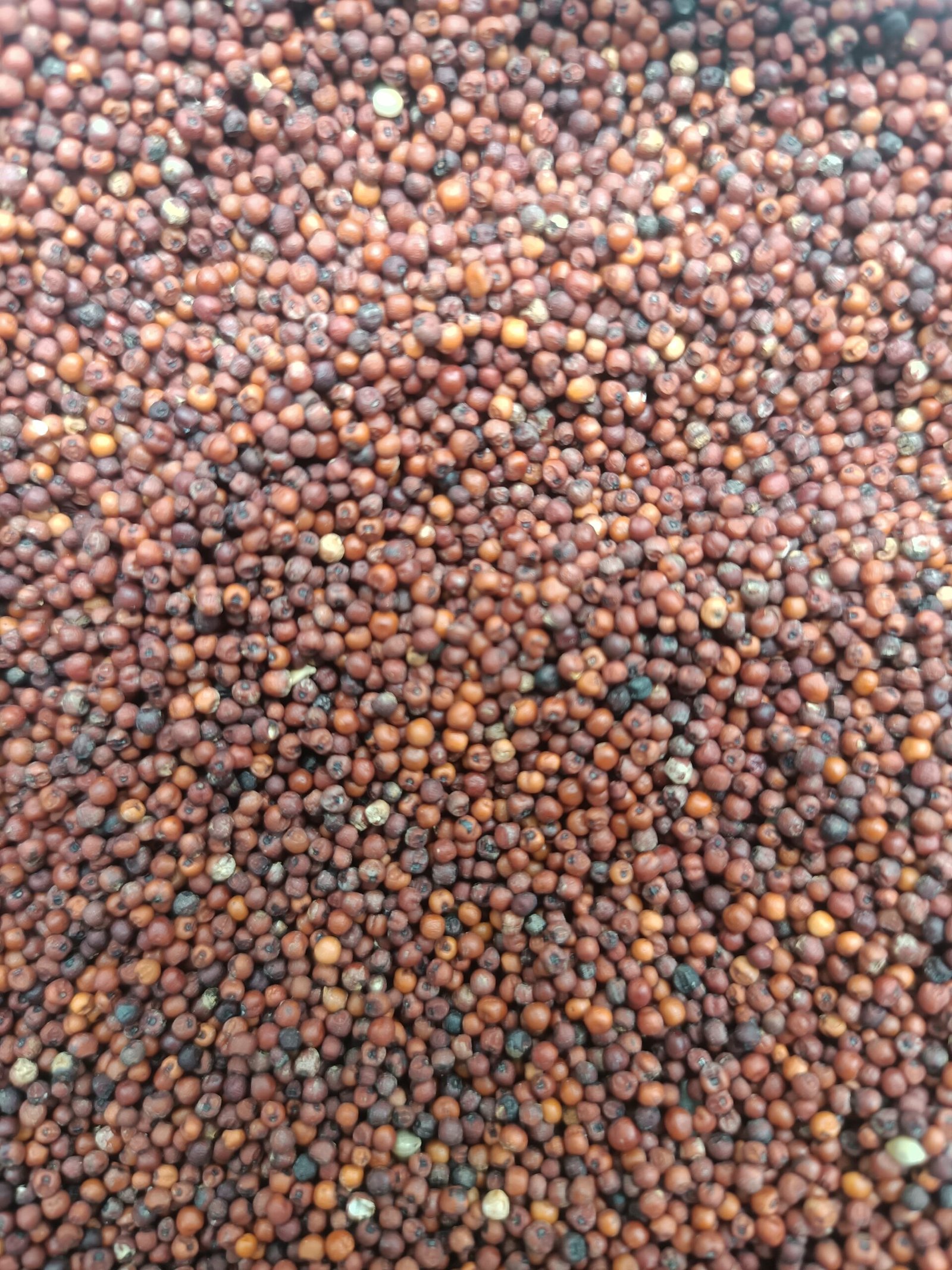 Ragi