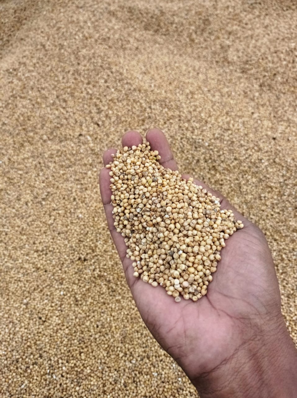 Cholam