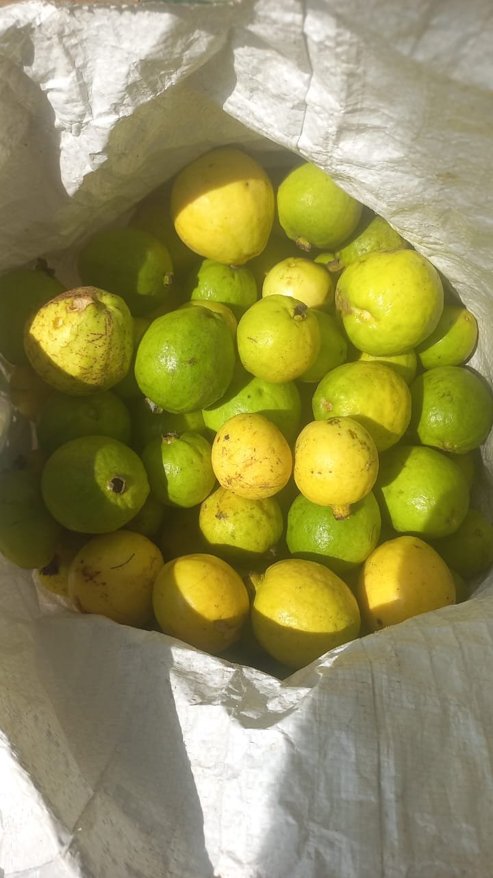 guava (3)
