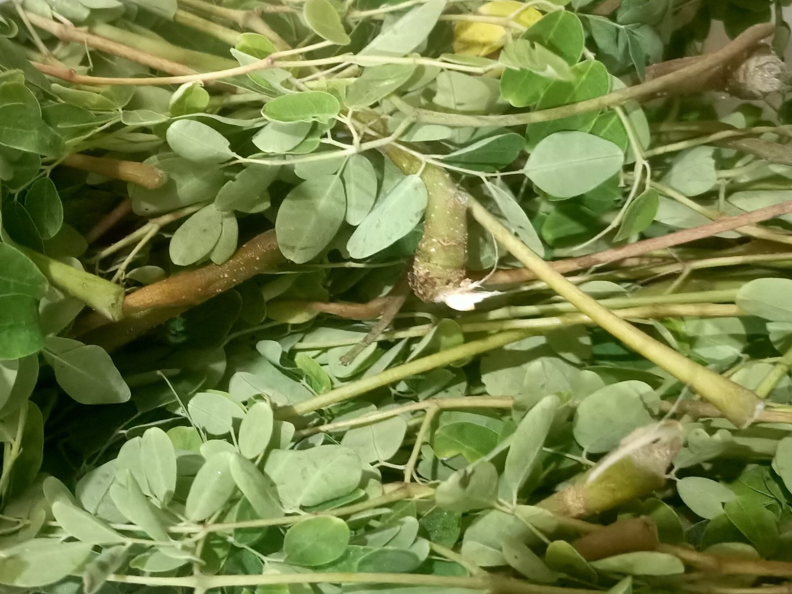murungai